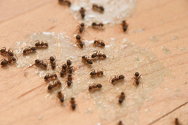 Reliable Cheat Lake, WV Pest Control Solutions
